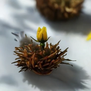 Creano -„Vulkáni suttogás” virágzó fekete tea